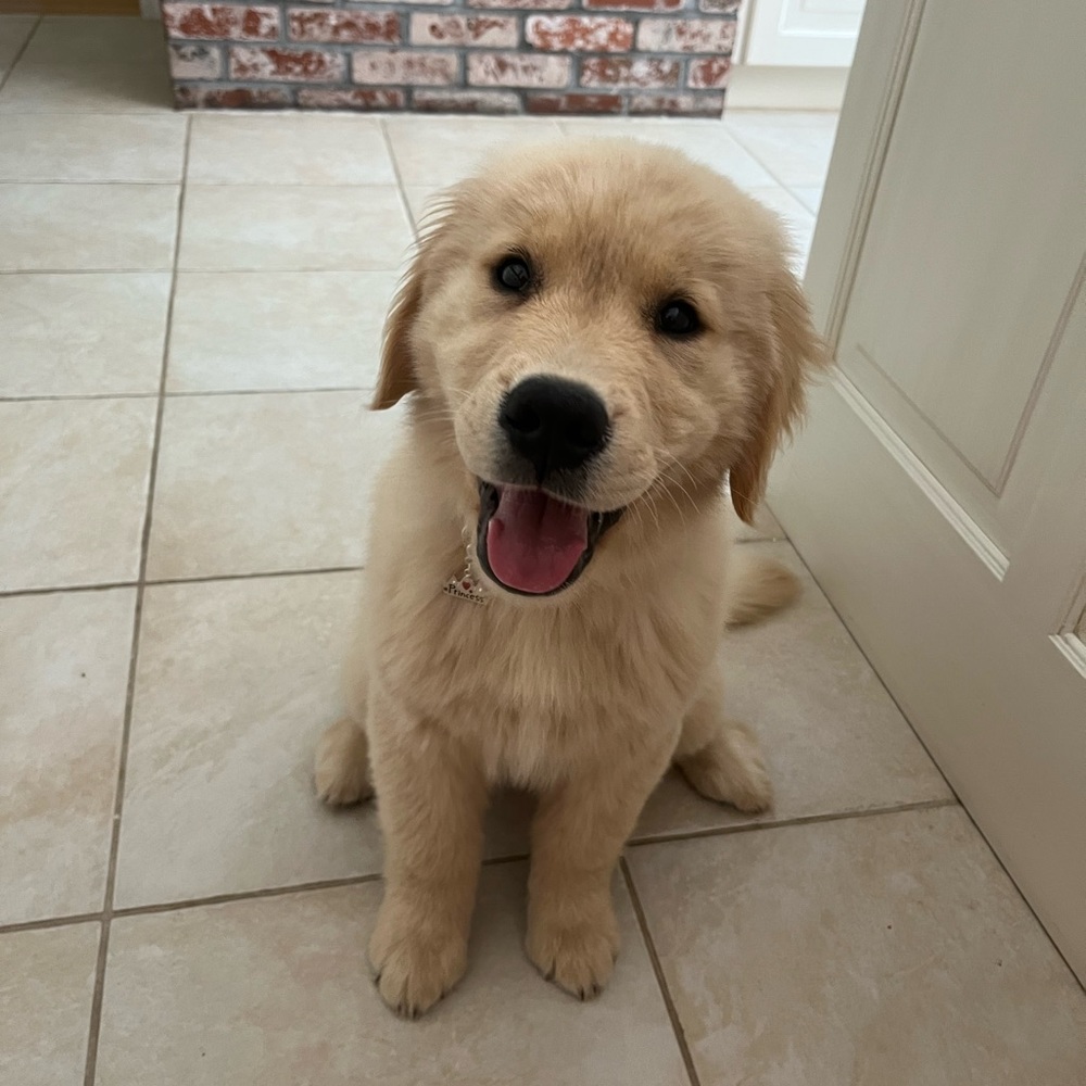 ☮️HOST PICK! Peace pet charm